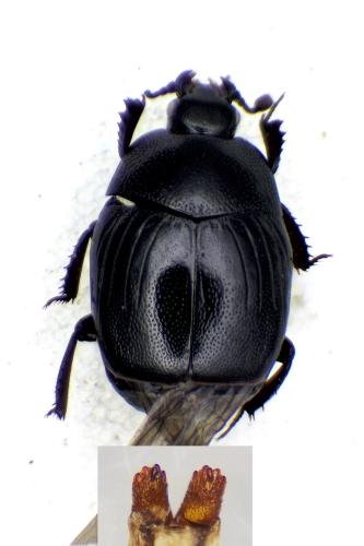 Gnathoncus nannetensis
